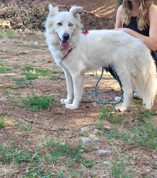 Splendida simil Husky - Candy Foto 3